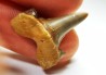 shark tooth Cretalamna appendiculata - Cenomanian (Texas)