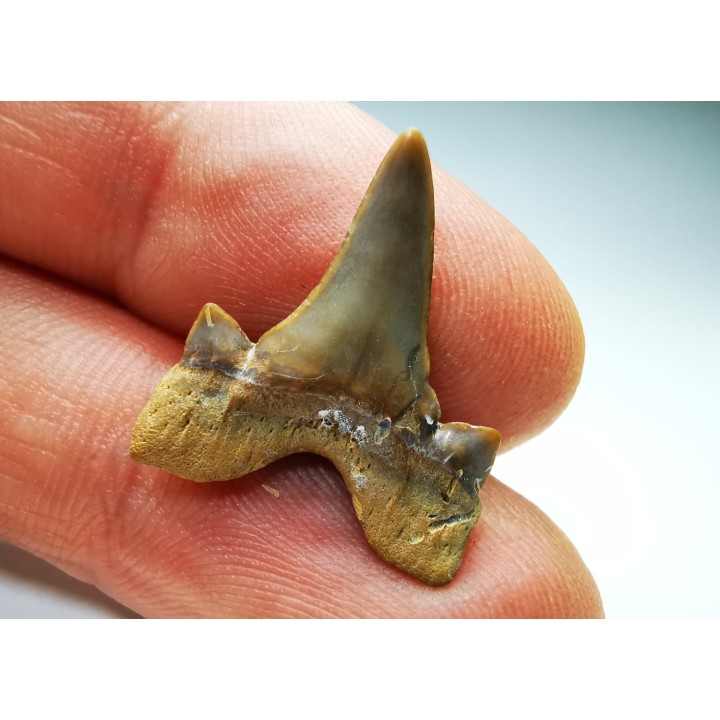 dent de requin Cretalamna appendiculata - Cénomanien (Texas)