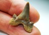dent de requin Cretalamna appendiculata - Cénomanien (Texas)
