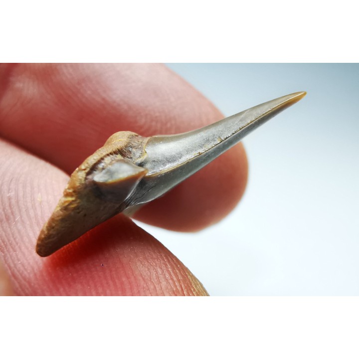 shark tooth Cretalamna appendiculata - Cenomanian (Texas)