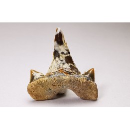 shark tooth Cretalamna appendiculata - Cenomanian (Texas)