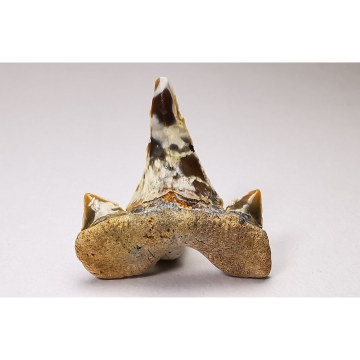 dent de requin Cretalamna appendiculata - Cénomanien (Texas)