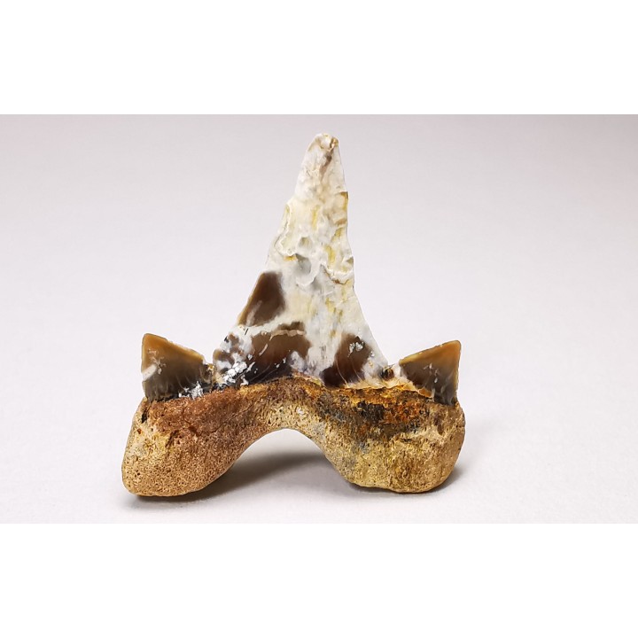dent de requin Cretalamna appendiculata - Cénomanien (Texas)