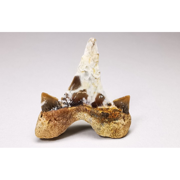 dent de requin Cretalamna appendiculata - Cénomanien (Texas)