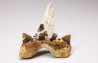 shark tooth Cretalamna appendiculata - Cenomanian (Texas)