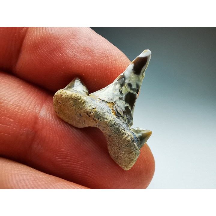 dent de requin Cretalamna appendiculata - Cénomanien (Texas)