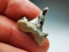 dent de requin Cretalamna appendiculata - Cénomanien (Texas)