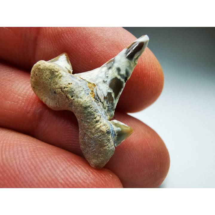 dent de requin Cretalamna appendiculata - Cénomanien (Texas)