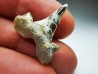 shark tooth Cretalamna appendiculata - Cenomanian (Texas)