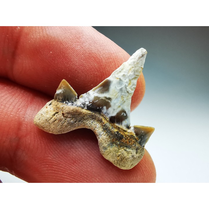 dent de requin Cretalamna appendiculata - Cénomanien (Texas)
