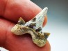 shark tooth Cretalamna appendiculata - Cenomanian (Texas)