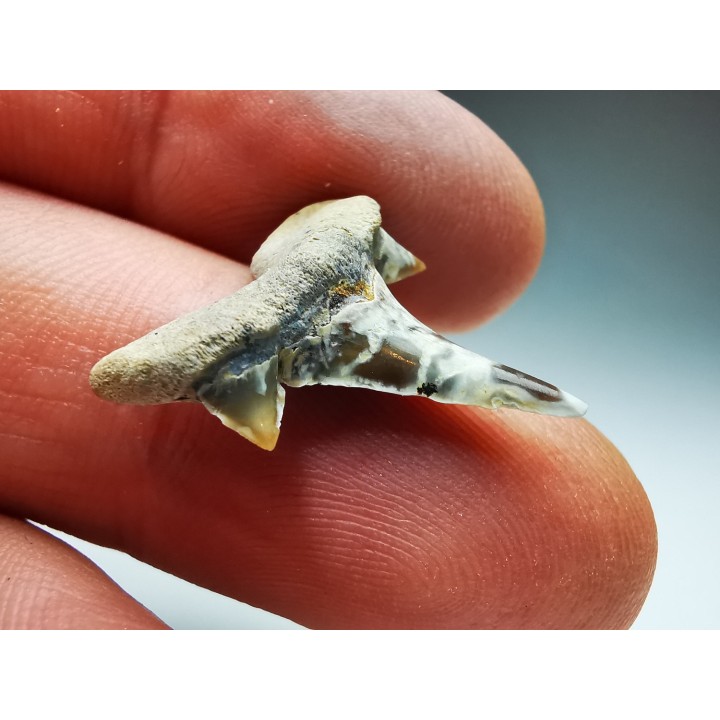 shark tooth Cretalamna appendiculata - Cenomanian (Texas)
