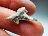 dent de requin Cretalamna appendiculata - Cénomanien (Texas)
