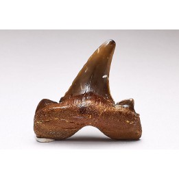 shark tooth Cretalamna appendiculata - Cenomanian (Texas)