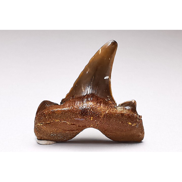 dent de requin Cretalamna appendiculata - Cénomanien (Texas)