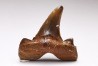 shark tooth Cretalamna appendiculata - Cenomanian (Texas)