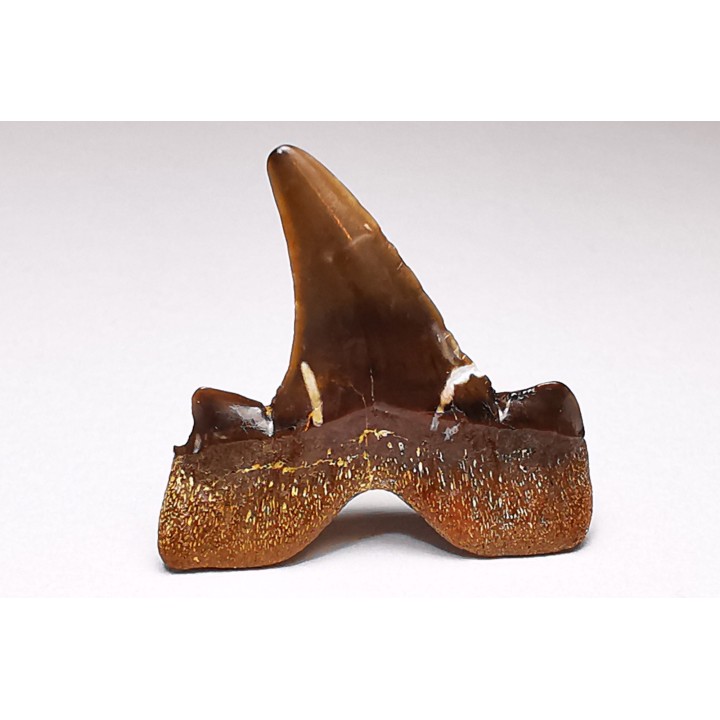 shark tooth Cretalamna appendiculata - Cenomanian (Texas)