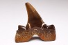 shark tooth Cretalamna appendiculata - Cenomanian (Texas)