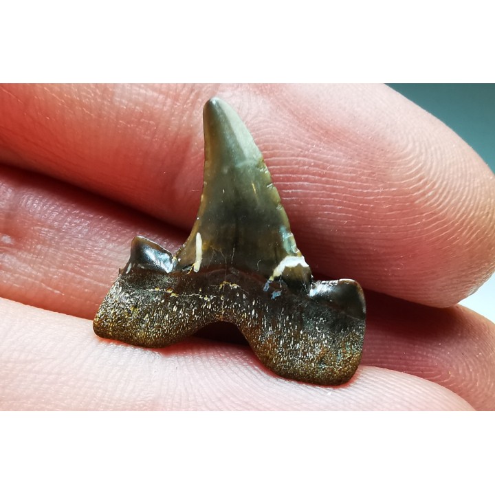 dent de requin Cretalamna appendiculata - Cénomanien (Texas)