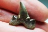 shark tooth Cretalamna appendiculata - Cenomanian (Texas)