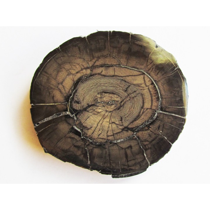 MAMMOTH Tusk:  mammuthus columbi (1)