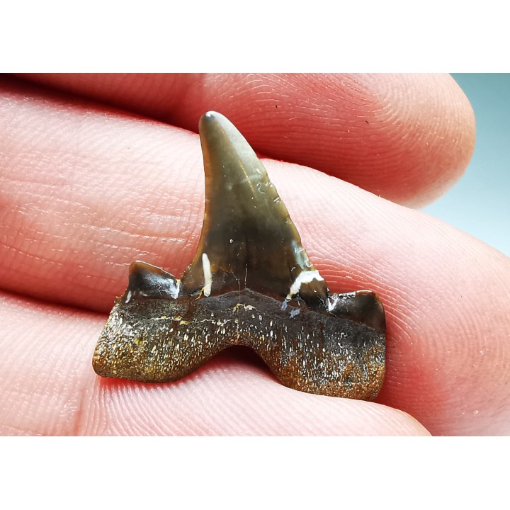 shark tooth Cretalamna appendiculata - Cenomanian (Texas)