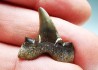 shark tooth Cretalamna appendiculata - Cenomanian (Texas)