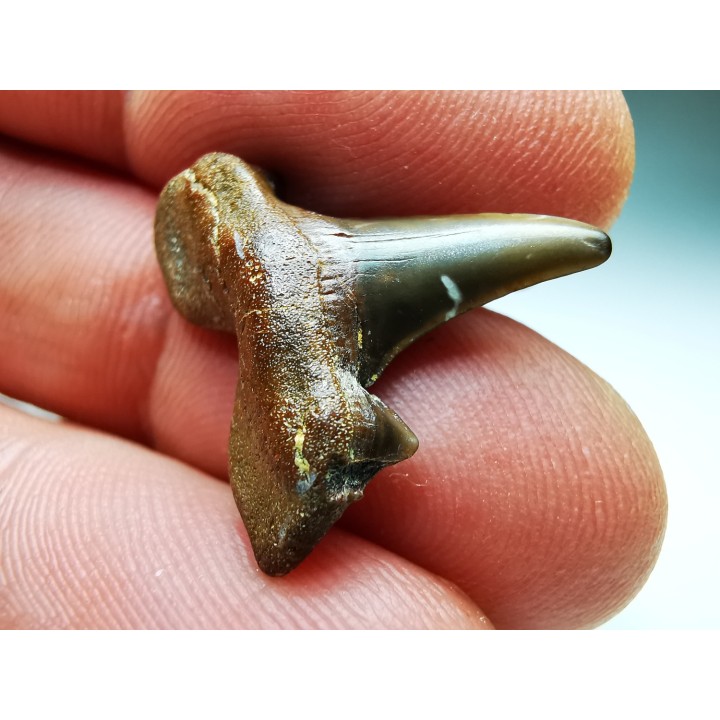 dent de requin Cretalamna appendiculata - Cénomanien (Texas)