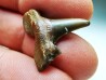 dent de requin Cretalamna appendiculata - Cénomanien (Texas)