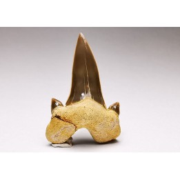 shark tooth Cretalamna appendiculata - Cenomanian (Texas)