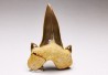 shark tooth Cretalamna appendiculata - Cenomanian (Texas)