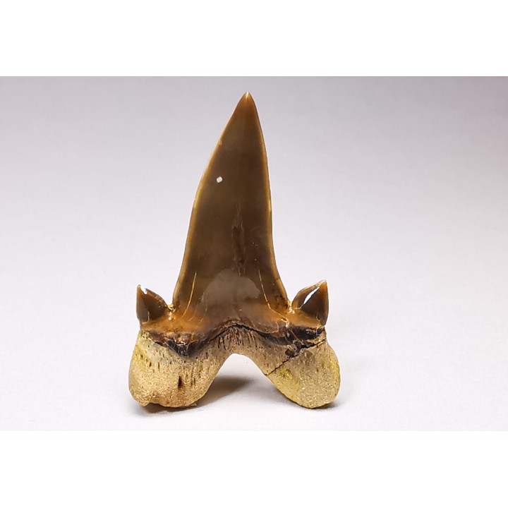 dent de requin Cretalamna appendiculata - Cénomanien (Texas)