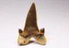 dent de requin Cretalamna appendiculata - Cénomanien (Texas)