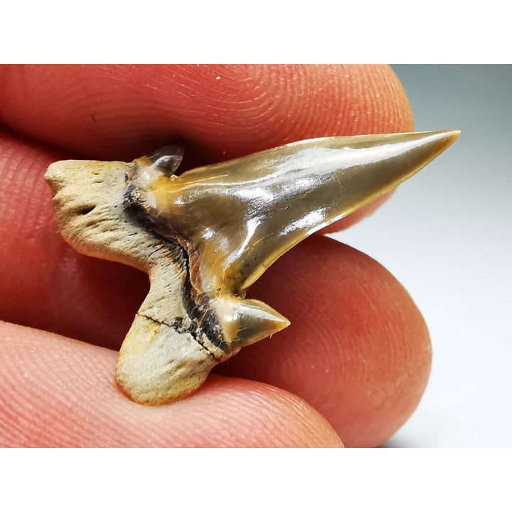 shark tooth Cretalamna appendiculata - Cenomanian (Texas)