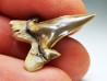shark tooth Cretalamna appendiculata - Cenomanian (Texas)