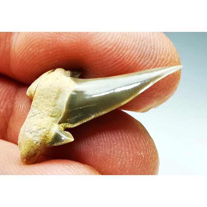 dent de requin Cretalamna appendiculata - Cénomanien (Texas)