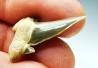dent de requin Cretalamna appendiculata - Cénomanien (Texas)