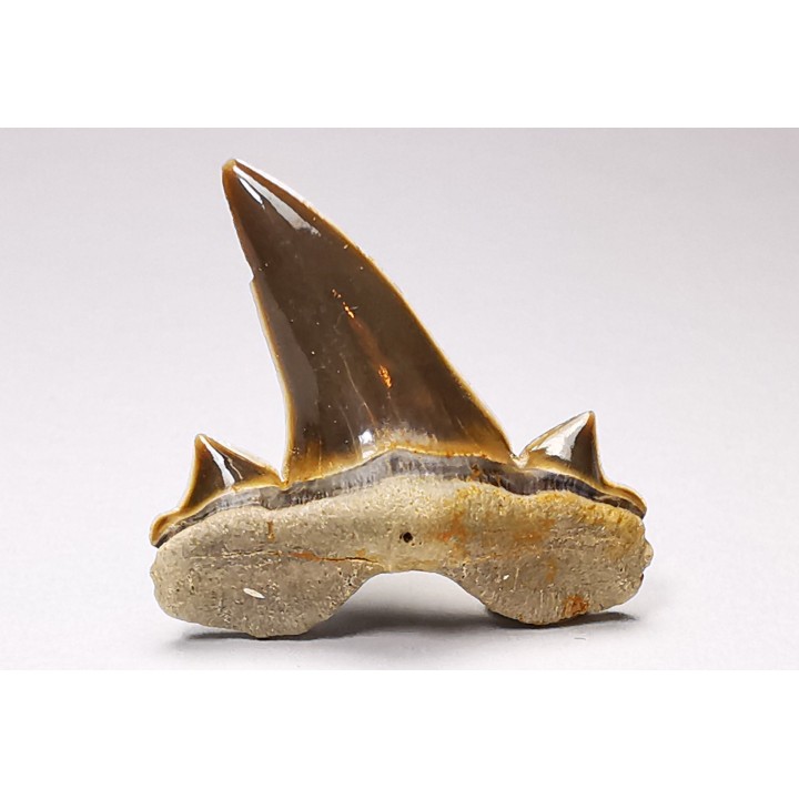 dent de requin Cretalamna appendiculata - Cénomanien (Texas)