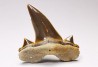 shark tooth Cretalamna appendiculata - Cenomanian (Texas)