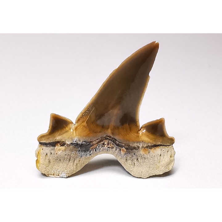 dent de requin Cretalamna appendiculata - Cénomanien (Texas)