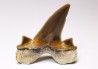 shark tooth Cretalamna appendiculata - Cenomanian (Texas)