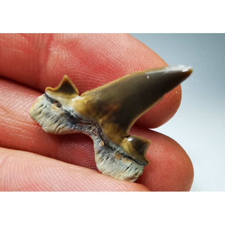 dent de requin Cretalamna appendiculata - Cénomanien (Texas)