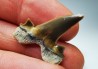dent de requin Cretalamna appendiculata - Cénomanien (Texas)
