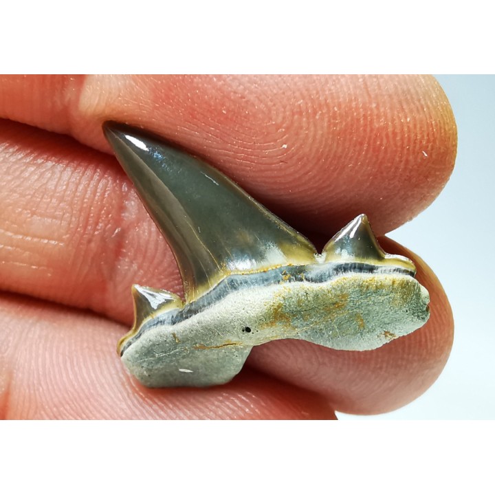dent de requin Cretalamna appendiculata - Cénomanien (Texas)