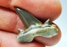 shark tooth Cretalamna appendiculata - Cenomanian (Texas)