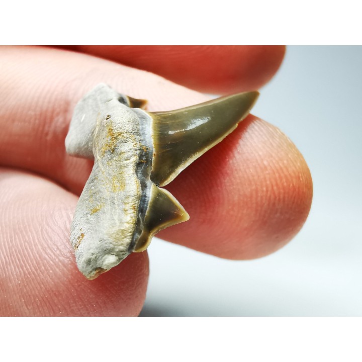 shark tooth Cretalamna appendiculata - Cenomanian (Texas)