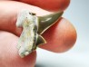 shark tooth Cretalamna appendiculata - Cenomanian (Texas)