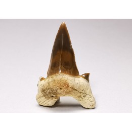 dent de requin Cretalamna appendiculata - Cénomanien (Texas)