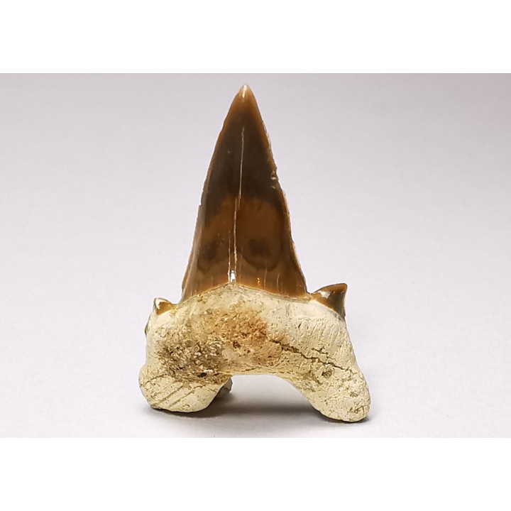 shark tooth Cretalamna appendiculata - Cenomanian (Texas)