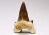 dent de requin Cretalamna appendiculata - Cénomanien (Texas)